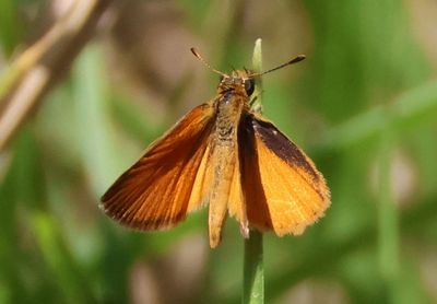 Ancyloxypha arene; Tropical Least Skipper