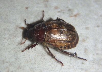 Anomala flavipennis; Yellow-winged Anomala
