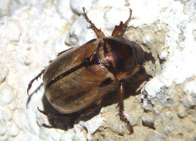 Anomalini Shining Leaf Chafer species