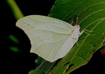 Anteos clorinde; White-angled Sulphur