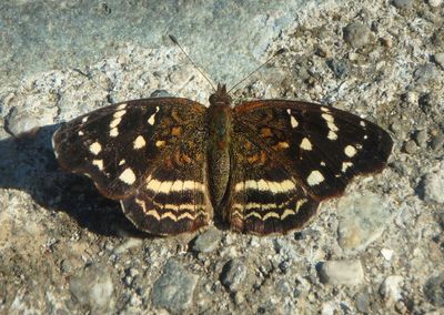 Anthanassa atronia; Brown Crescent; female