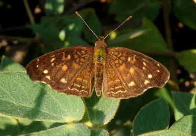 Anthanassa atronia; Brown Crescent; male