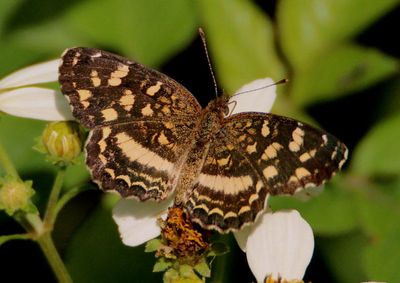 Anthanassa tulcis; Pale-banded Crescent