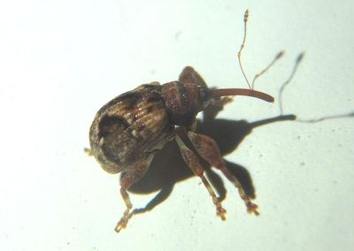 Anthonomus Weevil species