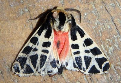Apantesis proxima; Tiger Moth species