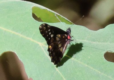 Archonias flisa; Dartwhite species