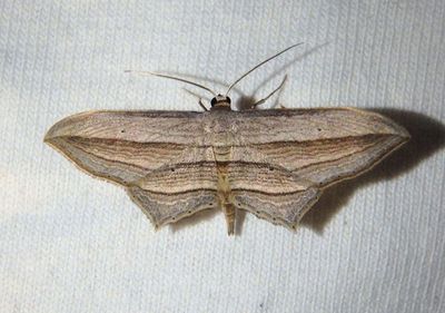 Arcobara multilineata; Geometrid Moth species
