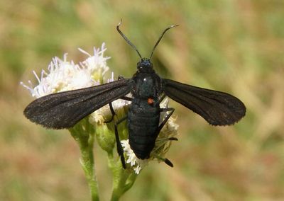 Arctiinae Tiger Moth species