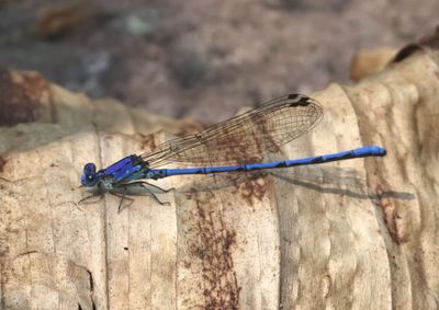 Argia anceps; Cerulean Dancer; male