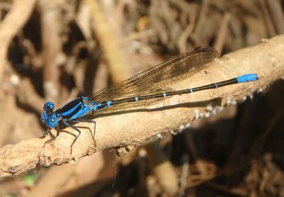 Argia oculata; Oculate Dancer; male