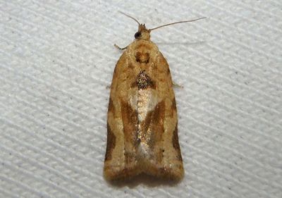 Argyrotaenia polvosana; Tortricid Moth species