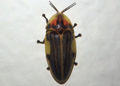 Aspisoma ignitum; Dixon's Striped Firefly