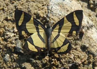 Baeotis zonata; Metalmark species
