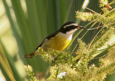 Bananaquit