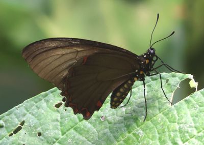 Battus laodamas; Green-patch Swallowtail