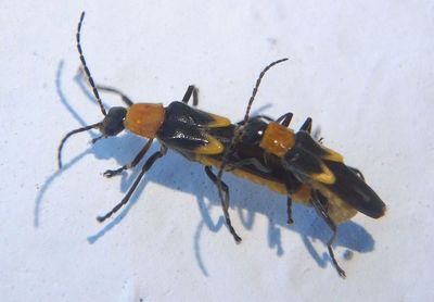 Belotus bicolor; Soldier Beetle species pair