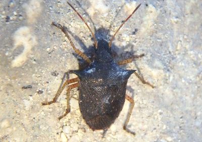 Berecynthus hastator; Stink Bug species