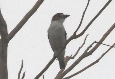 Black-crowned Tityra; female