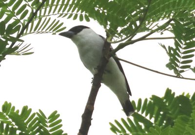 Black-crowned Tityra; male