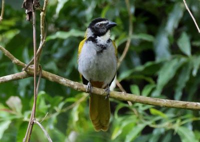 Black-headed Saltator