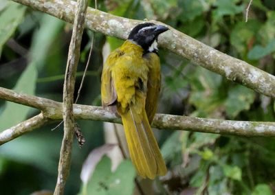 Black-headed Saltator