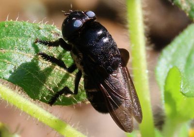 Bot Fly species