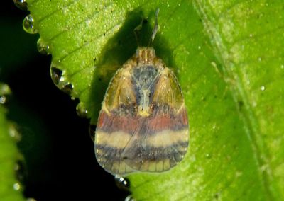 Bothriocera Cixiid Planthopper species