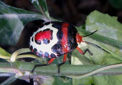 Brachystethus rubromaculatus; Red-spotted Stink Bug nymph
