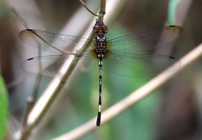 Brechmorhoga vivax; Vivaceous Clubskimmer