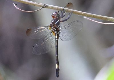 Brechmorhoga vivax; Vivaceous Clubskimmer