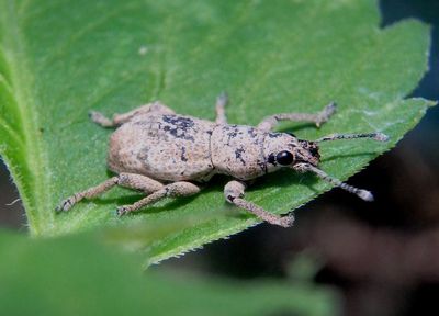 Broad-nosed Weevil species