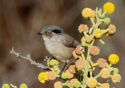 Bushtit