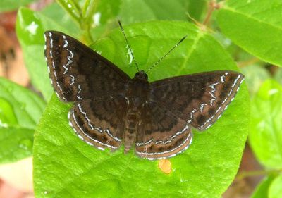 Calephelis velutina; Temple Scintillant