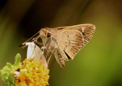 Callimormus saturnus; Saturnus Skipper