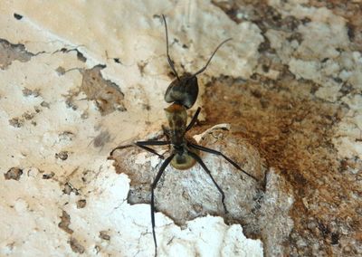 Camponotus sericeiventris; Shimmering Golden Sugar Ant