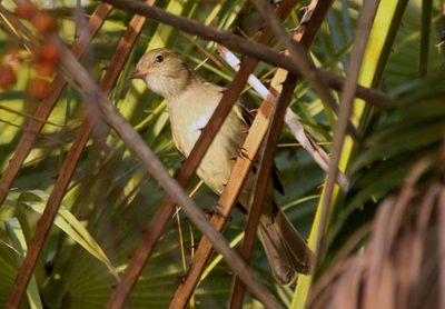 Caribbean Elaenia