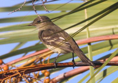 Caribbean Elaenia