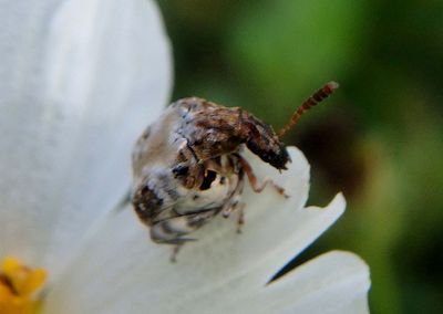 Caryedes Bean Weevil species