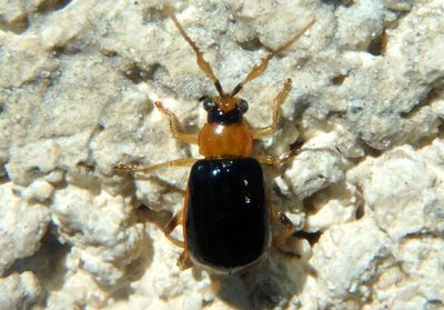 Cerotoma atrofasciata; Leaf Beetle species