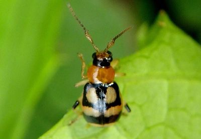 Cerotoma ruficornis; Leaf Beetle species