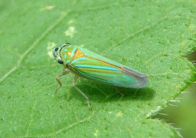 Chlorogonalia coeruleovittata; Sharpshooter species