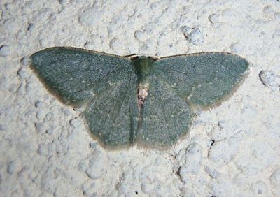 Chloropteryx nordicaria; Emerald Moth species