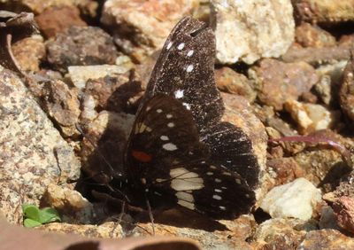 Chlosyne gaudialis wellingi; Gaudy Checkerspot