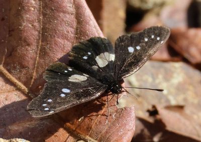 Chlosyne gaudialis wellingi; Gaudy Checkerspot