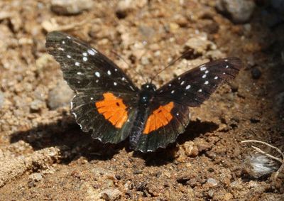 Chlosyne janais; Crimson Patch