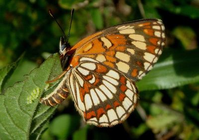 Chlosyne theona; Theona Checkerspot; female laying eggs