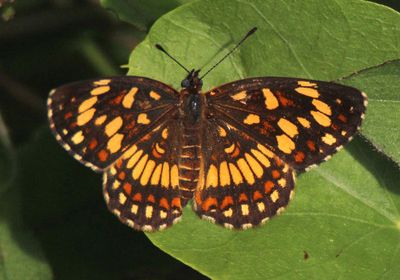 Chlosyne theona; Theona Checkerspot; female