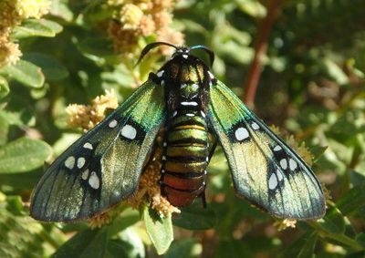 Chrysocale principalis; Princely Tiger Moth