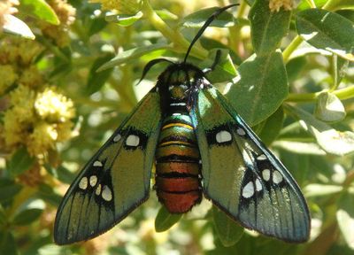 Chrysocale principalis; Princely Tiger Moth