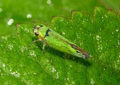 Cicadellini Sharpshooter species